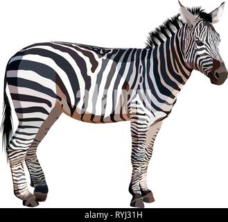 Zebra africana su sfondo bianco illustrazione vettoriale Illustrazione Vettoriale