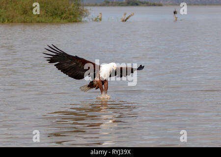 African Sea Eagle piomba per pesci, Kenya, Africa Foto Stock