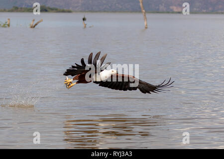 African Sea Eagle piomba per pesci, Kenya, Africa Foto Stock