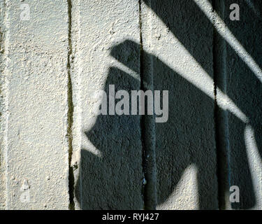 Close-up di muro di cemento con foglie delle ombre sulla superficie. Foto Stock