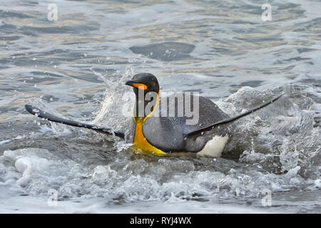 Pinguino reale (Aptenodytes patagonicus), Adulto pagaia in acqua, Isola Georgia del Sud, Antartico Foto Stock