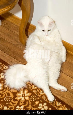 Angora bianco Gatto sdraiato sul pavimento, appoggiata contro il muro bianco e guarda di fronte a lui nella sorpresa. Il concetto di dieta e di manutenzione Foto Stock