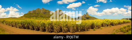 Il paesaggio luminoso di campi di canna da zucchero vicino alle montagne sull'isola Mauritius. Vista panoramica con tutta la gamma della montagna. Foto Stock