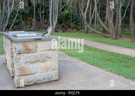 Ridendo kookaburra (Dacelo novaeguineae) siede su un acciaio inossidabile arenaria pubblico esterno per barbecue a Jamieson Park sulle rive della laguna di Narrabeen Foto Stock