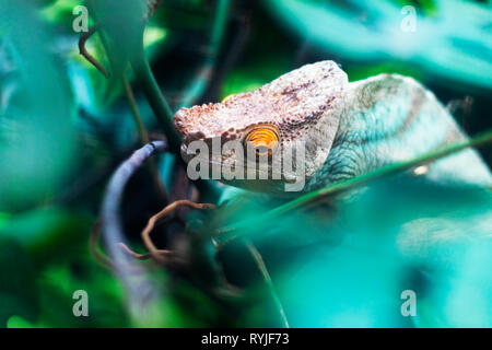 Immagine ravvicinata di un camaleonte testa di rettile e occhio con profondità di campo ridotta. Foto Stock