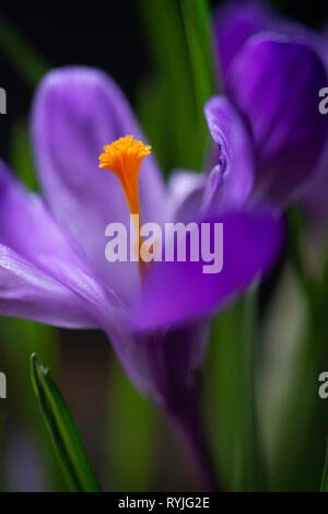 Viola crocus fiore su uno sfondo nero Foto Stock