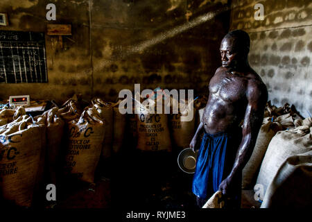 Lavoratore di cacao in Agboville, Costa d'Avorio. Foto Stock