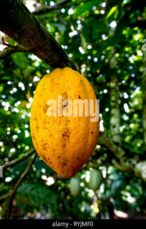 La piantagione di cacao nei pressi di Agboville, Costa d'Avorio. Mature pod. Foto Stock
