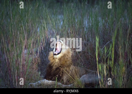 Lion sbadigli (Panthera leo). Parco Nazionale di Kruger. Sudafrica. Foto Stock