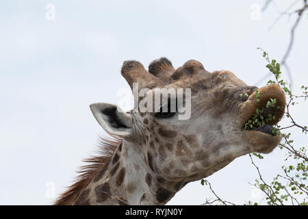La giraffa ( (Giraffa camelopardalis ). Parco Nazionale di Kruger. Sudafrica. Foto Stock