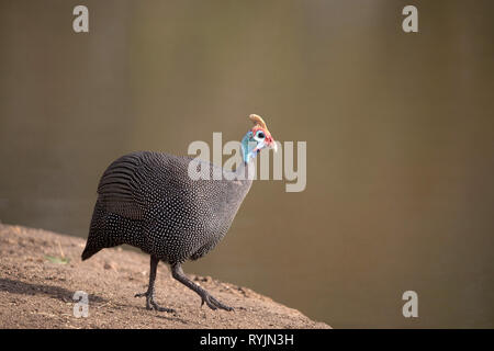 Helmeted Faraone ( Numida leleagris ). Parco Nazionale di Kruger. Sudafrica. Foto Stock