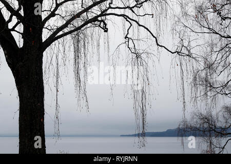 Albero in inverno. Hamar. La Norvegia. Foto Stock