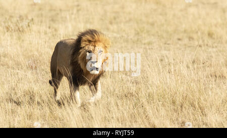 Maschio adulto lion a piedi attraverso la erba lunga del Masai Mara. Spazio per il testo. Foto Stock