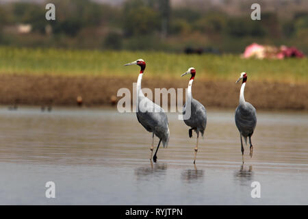 Gru sarus famiglia Foto Stock