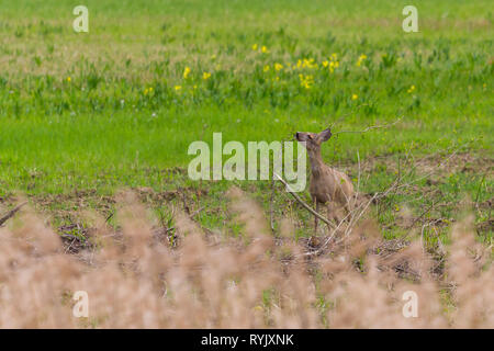 Una femmina naturale il capriolo (Capreolus capreolus) mangia gemme ad albero Foto Stock