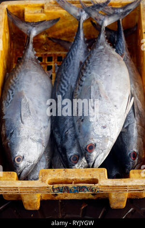 Mercato del pesce. Tonno fresco. Ha Tien. Il Vietnam. Foto Stock