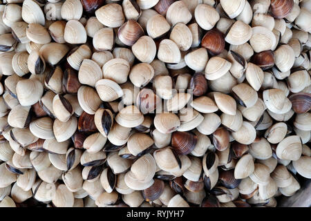 Mercato del pesce. Di vongole fresche in vendita. Ha Tien. Il Vietnam. Foto Stock