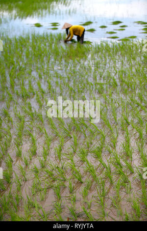 Delta del Mekong. Donna agricoltore lavora in un campo di riso. Il trapianto del riso. Can Tho. Il Vietnam. Foto Stock