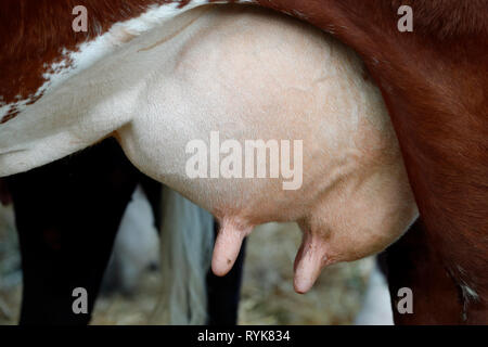 Vacca Abondance nelle Alpi francesi. Mammella. Close-up. La Francia. Foto Stock