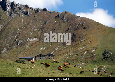 Sulle Alpi francesi. Beaufort formaggio. Il latte utilizzato proviene dal Tarine vacche che pascolano in alpeggio. Peisey Nancroix. La Francia. Foto Stock