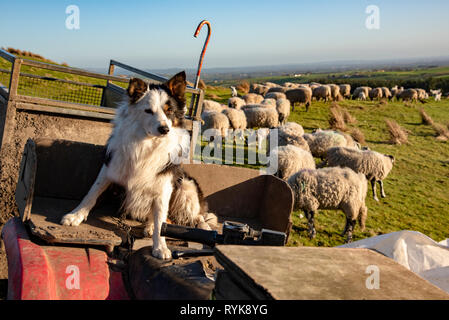 Border Collie sheepdog seduto su un ATV, con un gregge di pecore e agnelli in background, Chipping, Lancashire. Foto Stock