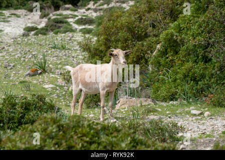 Capra a Cala Boquer vicino a Port de Pollenca, Maiorca, Spagna. Foto Stock