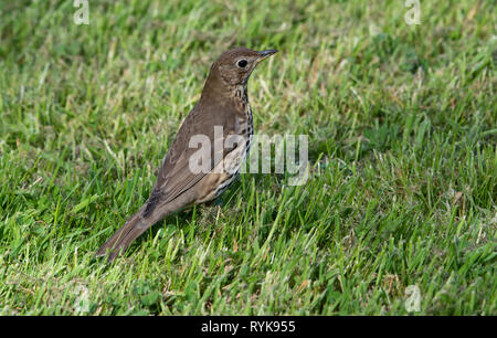 Tordo bottaccio su pascoli, Chipping, Lancashire. Foto Stock