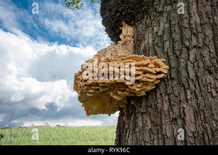 Arancio e giallo staffa funghi che crescono su un albero di quercia, Whitewell, Clitheroe, Lancashire. Foto Stock