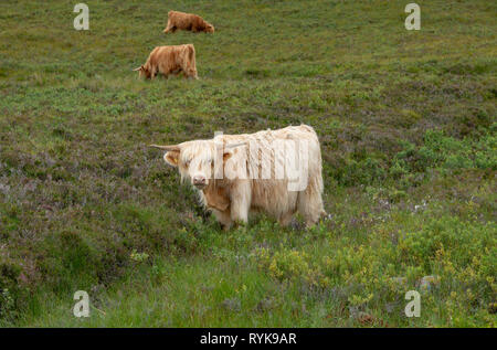 Highland mucche nei pressi di Applecross Highlands Scozzesi. Foto Stock