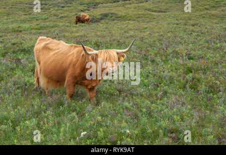 Highland mucche nei pressi di Applecross Highlands Scozzesi. Foto Stock