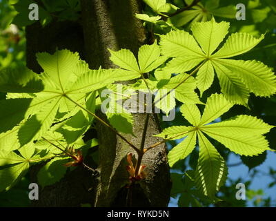 Giovani foglie di castagno in verde e fresco in pieno sole Foto Stock