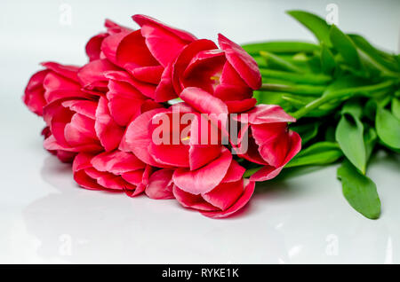 Tulipani rosa pastello in tinte di corallo a sfondo sfocato, primo piano. Freschi di fiori di primavera nel giardino con morbida luce solare per il vostro floreale orizzontale post Foto Stock