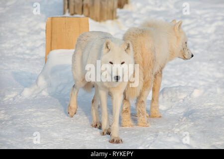 Due wild alaskan tundra lupi stanno giocando sul bianco della neve. Canis lupus arctos. Lupo polare o lupo bianco. Gli animali della fauna selvatica. Foto Stock