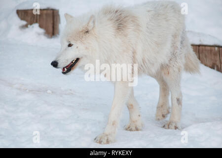 Wild alaskan tundra Wolf è camminare sul bianco della neve. Canis lupus arctos. Lupo polare o lupo bianco. Gli animali della fauna selvatica. Foto Stock