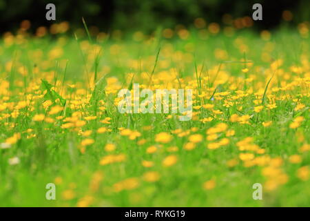 Molla di scena naturale con un bellissimo paesaggio. Prato selvaggio con fiori di colore giallo e sfocata backgrund. Foto Stock