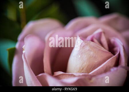 Rosa rosa, singolo dusky rosa rosa in fiore close up Foto Stock