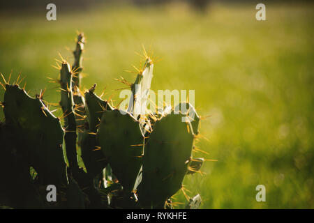 Green Ficodindia Cactus vicino. L' Opuntia ficus indica. La puglia, Italia Foto Stock