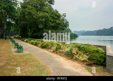 MacRitchie serbatoio durante la nebulosità del 2015, Thomson, Singapore Foto Stock