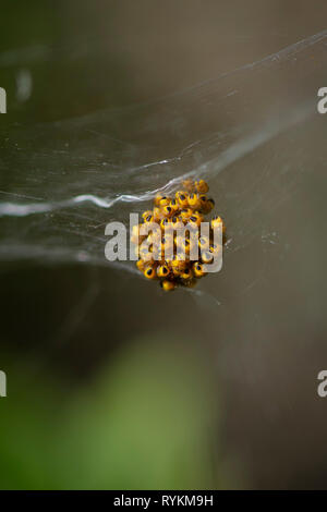 Cluster di giardino Spider (Araneus diadematus) con web spider neonati. Andalusia, Spagna. Foto Stock