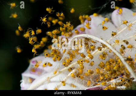 Cluster di giardino Spider (Araneus diadematus) con web spider neonati. Andalusia, Spagna. Foto Stock