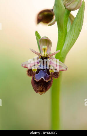 Ophrys x castroviejoi, ibrido wild orchid Ophrys scolopax x Ophrys speculum, Andalusia, Spagna Foto Stock