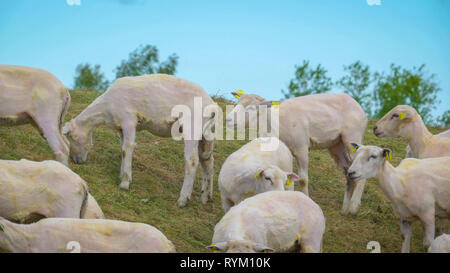 Il bianco pecore con non più le lane su di essi con il tag giallo sulle orecchie a piedi su per la collina di fattoria Foto Stock