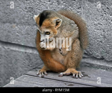 Lemure coronato (il eulemur coronatus) maschio capretti Foto Stock