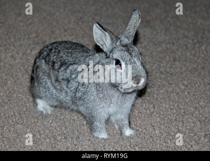 Netherland Dwarf Rabbit Doe Kit colori Chinchilla - tredici settimane Foto Stock