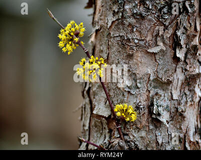 Fioriture di Cornus mas ramoscello Foto Stock