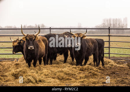 Bovini di Heck, mucca e tori sul pascolo invernale con stablel aperto Foto Stock