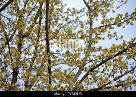 Fiori di corniolo, Cornus mas Foto Stock