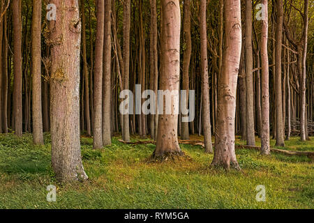 Tronchi di alberi nella foresta di ghost nienhagen Germania Foto Stock