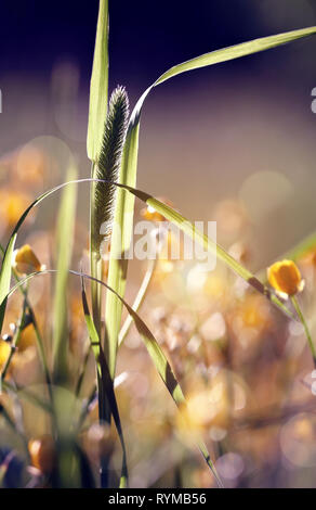 Erba selvatica - Timothy-erba sotto la luce diretta del sole. Foto Stock