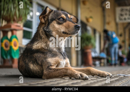 Dopo aver seguito i passeggeri nella speranza di uno snack veloce, un cane si stende sulla piattaforma alla stazione di Nanu-Oya, Nuwara Eliya distretto nel cento Foto Stock